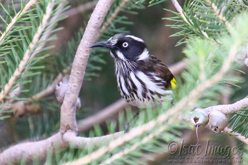 Click image for larger version

Name:	0351-New_Holland_Honeyeater.jpg
Views:	49
Size:	109.8 KB
ID:	480614