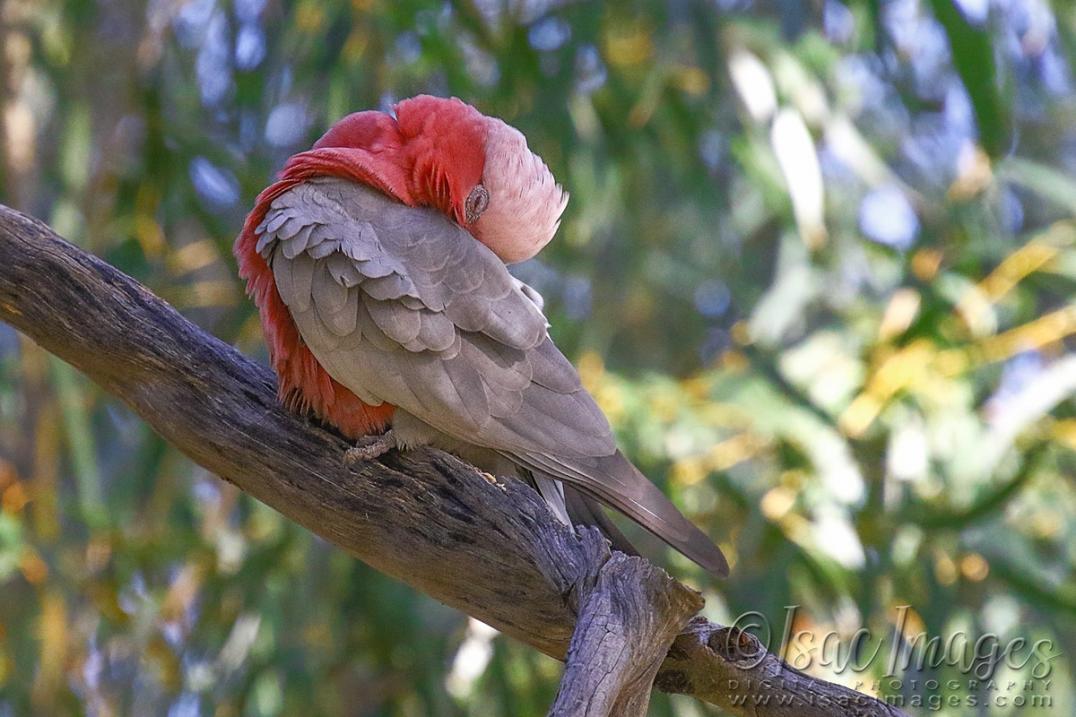 Click image for larger version

Name:	0141-Pink_Grey_Galah.jpg
Views:	49
Size:	102.6 KB
ID:	480615