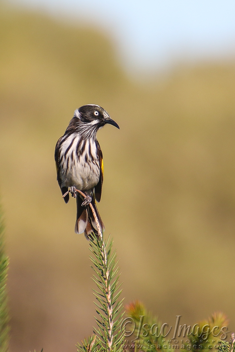 Click image for larger version

Name:	0760-New_Holland_Honeyeater.jpg
Views:	54
Size:	463.6 KB
ID:	480616