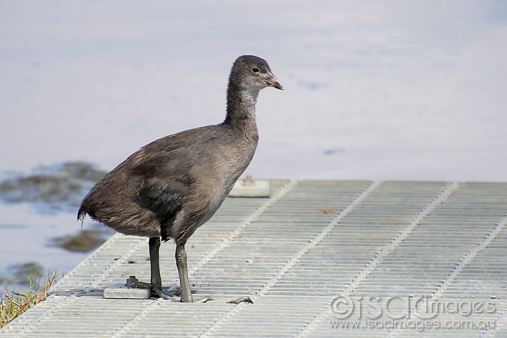 Click image for larger version

Name:	3563-Eurasian_Coot_Juvenile.jpg
Views:	100
Size:	401.5 KB
ID:	474857