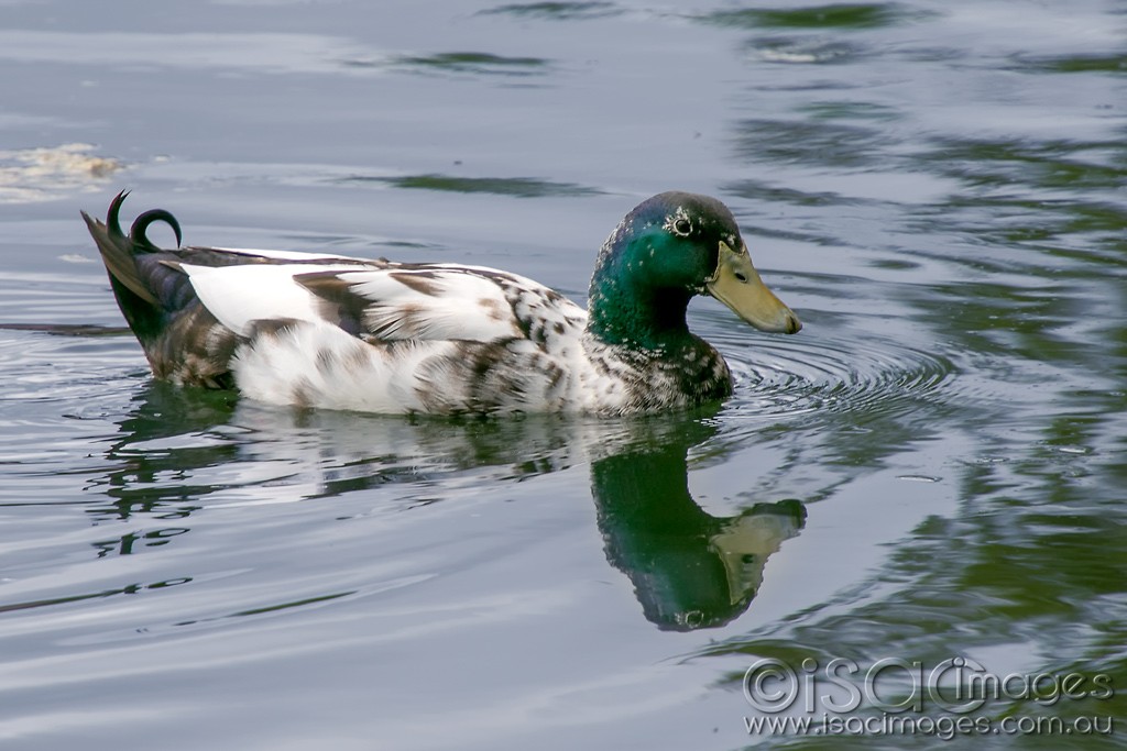 Click image for larger version  Name:	0591-Mallard_Hybrid.jpg Views:	1 Size:	141.5 KB ID:	466242