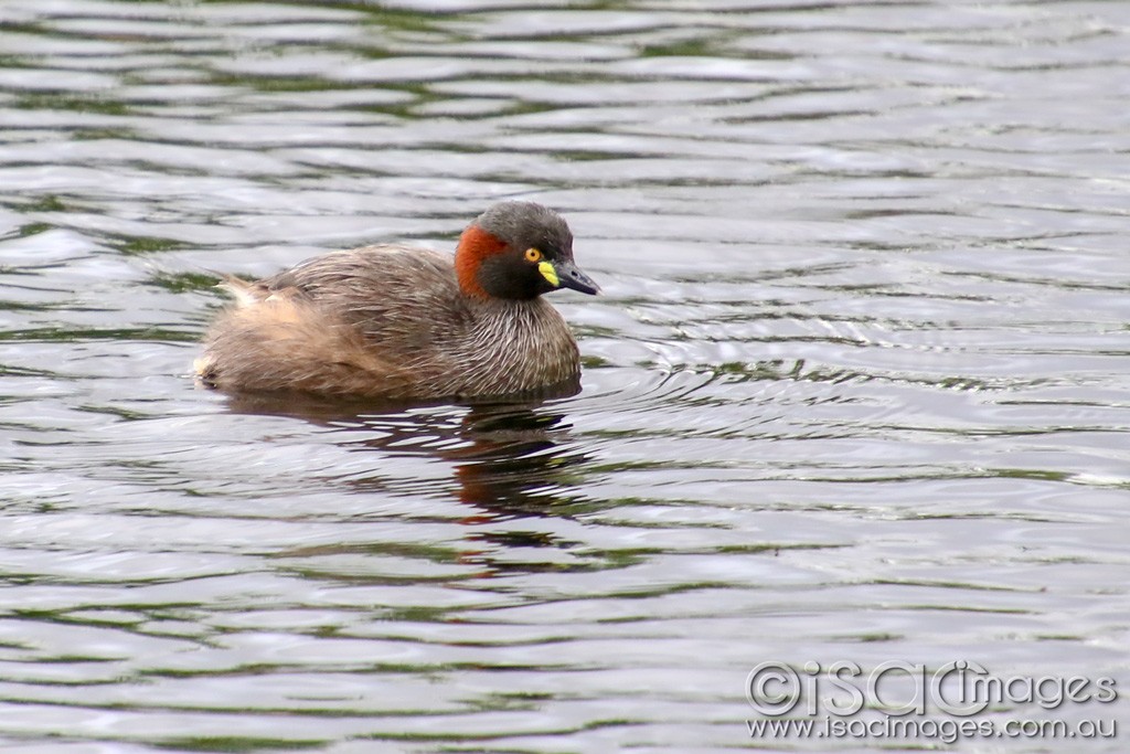 Click image for larger version

Name:	1994-Australasian_Grebe.jpg
Views:	45
Size:	172.9 KB
ID:	467091