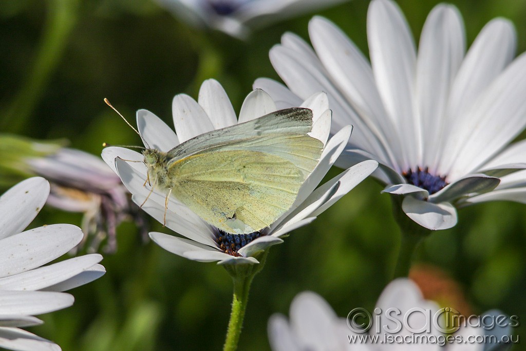 Click image for larger version

Name:	0770-Cabbage_Moth.jpg
Views:	23
Size:	137.9 KB
ID:	466410