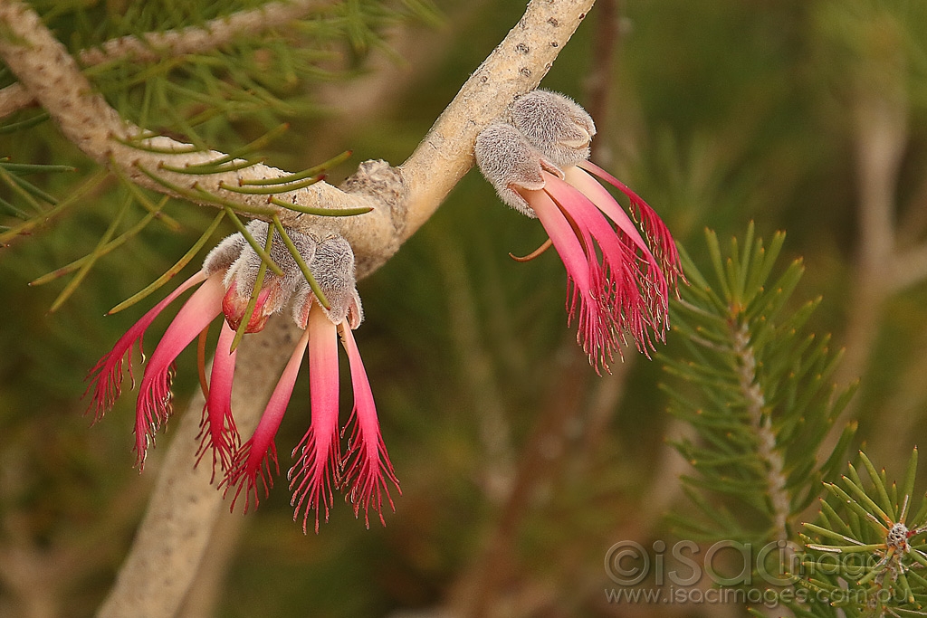 Click image for larger version

Name:	9088-One-Sided_Bottlebrush.jpg
Views:	36
Size:	466.3 KB
ID:	473111