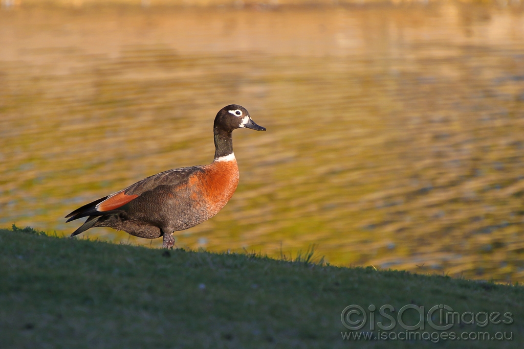 Click image for larger version

Name:	18-Shelduck.jpg
Views:	93
Size:	359.3 KB
ID:	473495