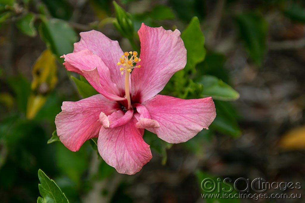 Click image for larger version

Name:	1274-Pink_Hibiscus.jpg
Views:	36
Size:	108.0 KB
ID:	466509