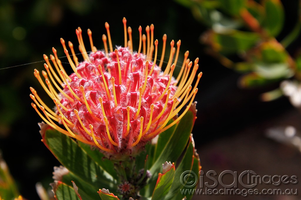 Click image for larger version  Name:	0288-Red-Grevillea.jpg Views:	1 Size:	157.5 KB ID:	457646