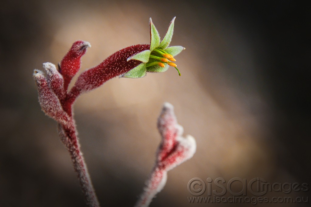 Click image for larger version  Name:	0073-Kangaroo_Flower.jpg Views:	1 Size:	92.5 KB ID:	459189