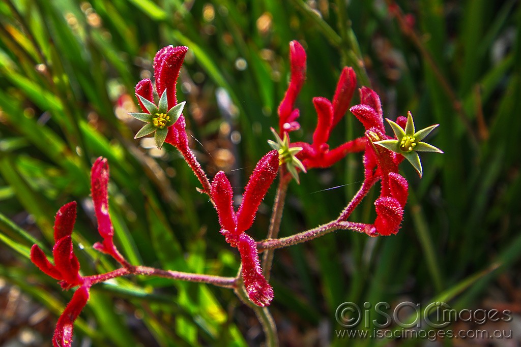 Click image for larger version

Name:	0083-Kangaroo-Paws.jpg
Views:	54
Size:	163.3 KB
ID:	460434