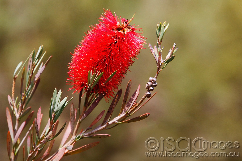 Click image for larger version

Name:	0025-Bottlebrush.jpg
Views:	30
Size:	178.1 KB
ID:	457510