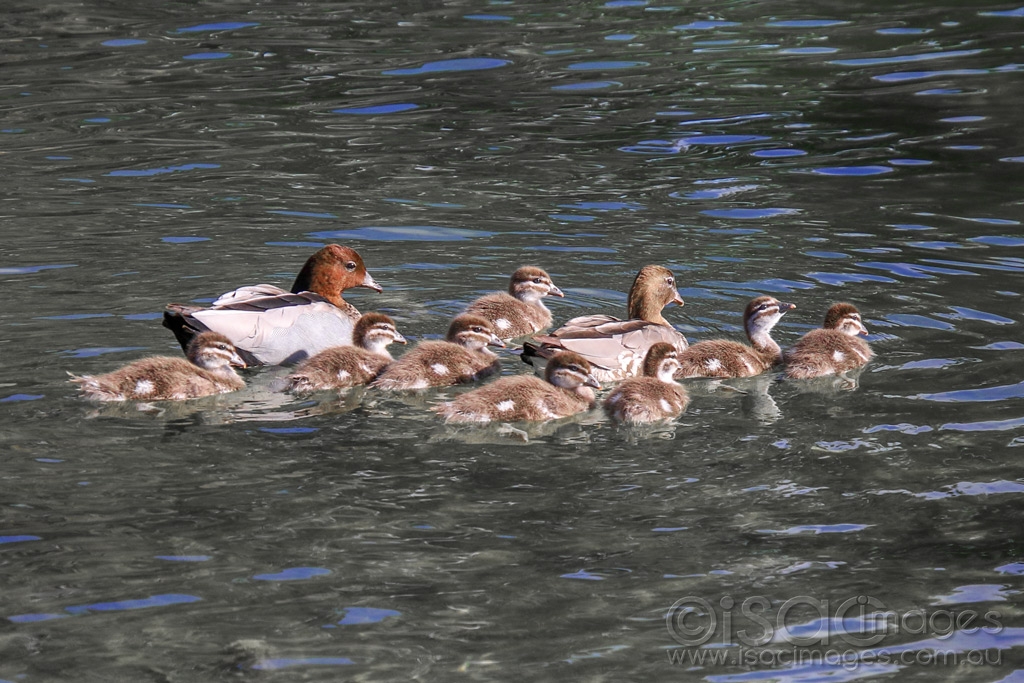 Click image for larger version

Name:	1338-Wood_Duck_Family.jpg
Views:	50
Size:	471.9 KB
ID:	474010