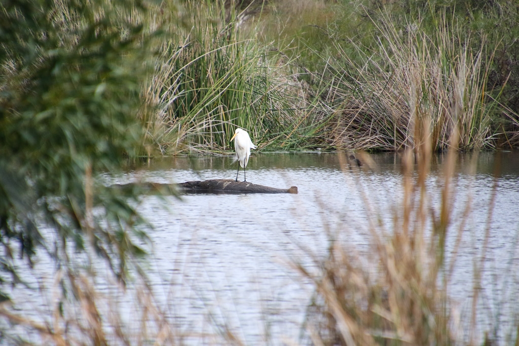 Click image for larger version  Name:	8281-400mm_Egret.jpg Views:	0 Size:	506.1 KB ID:	472747