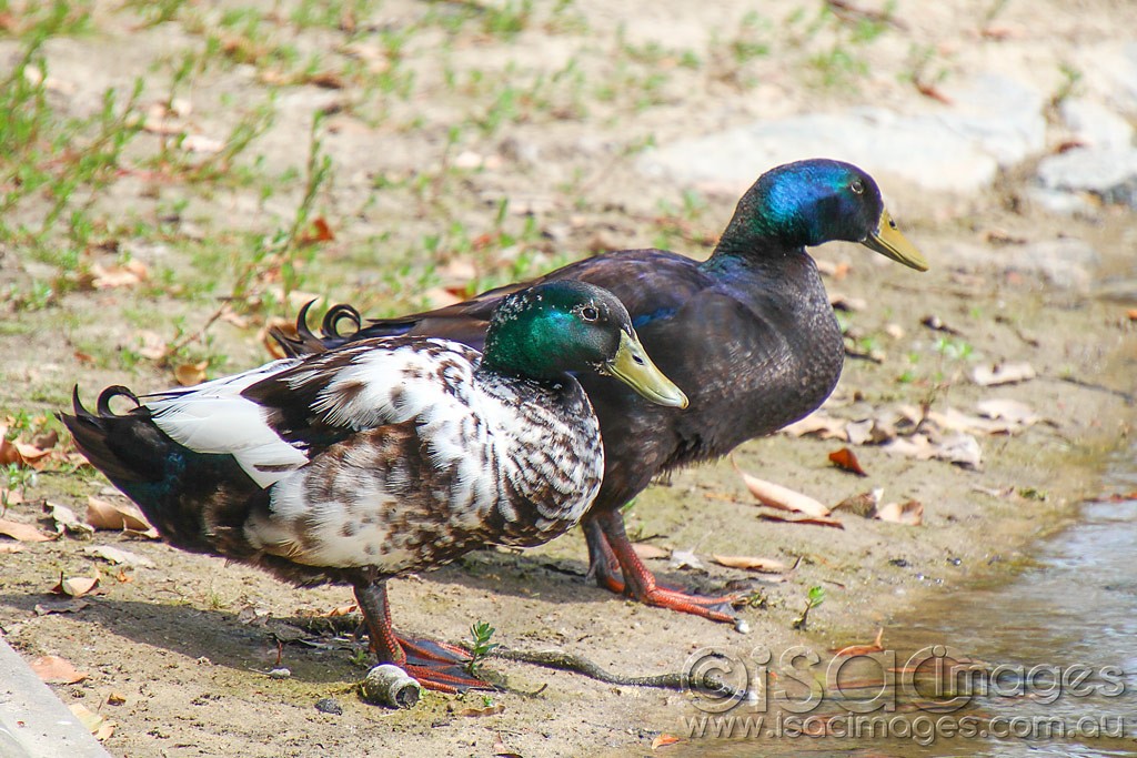 Click image for larger version

Name:	0453-Ducks.jpg
Views:	28
Size:	225.6 KB
ID:	458902