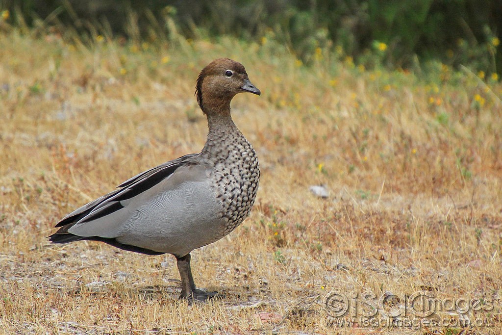 Click image for larger version  Name:	0153-Wood-duck.jpg Views:	1 Size:	224.0 KB ID:	460654