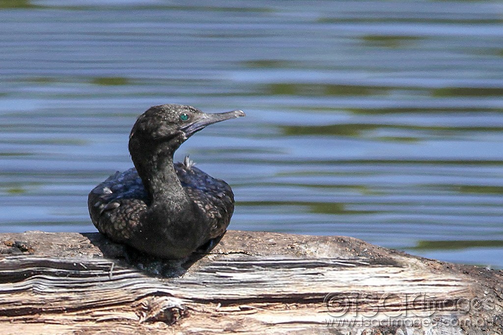 Click image for larger version

Name:	0082-Cormorant.jpg
Views:	30
Size:	206.7 KB
ID:	461277