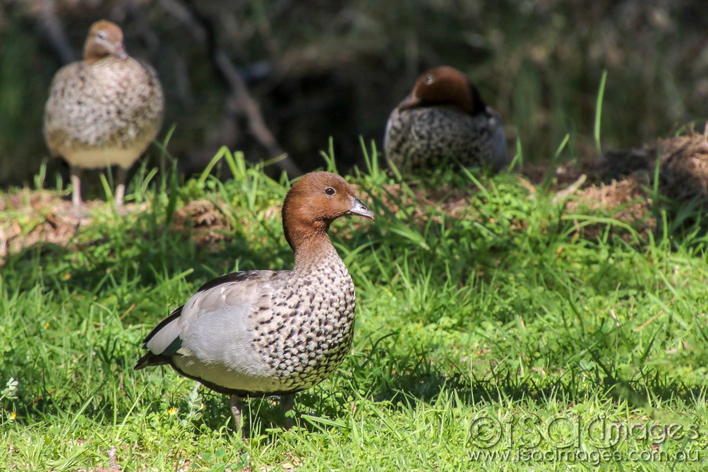 Click image for larger version

Name:	0468-Wood_Duck_Male.jpg
Views:	59
Size:	216.4 KB
ID:	466113