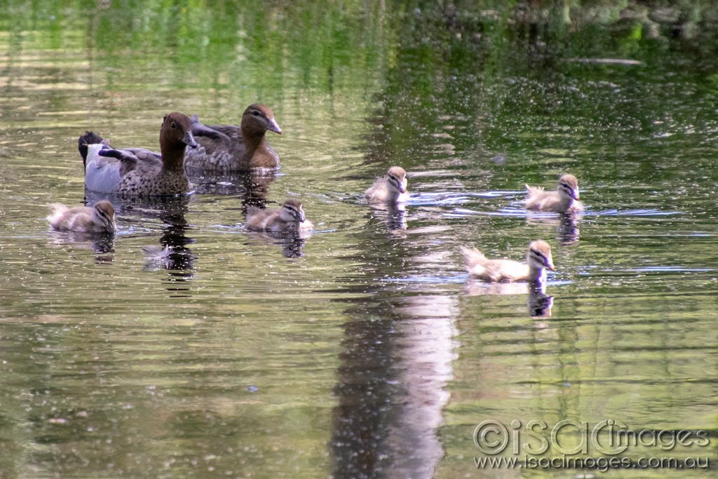 Click image for larger version

Name:	1652-Wood_Duck_Family.jpg
Views:	30
Size:	236.4 KB
ID:	466826