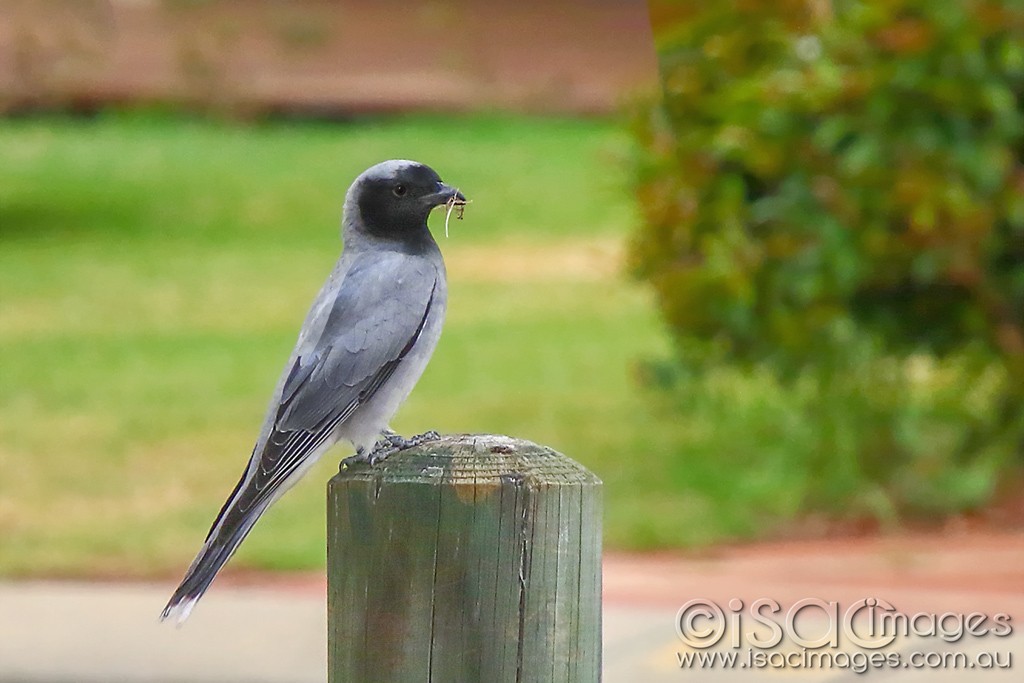 Click image for larger version

Name:	2080-Black_Faced_Cuckoo_Shrike.jpg
Views:	48
Size:	117.3 KB
ID:	467182