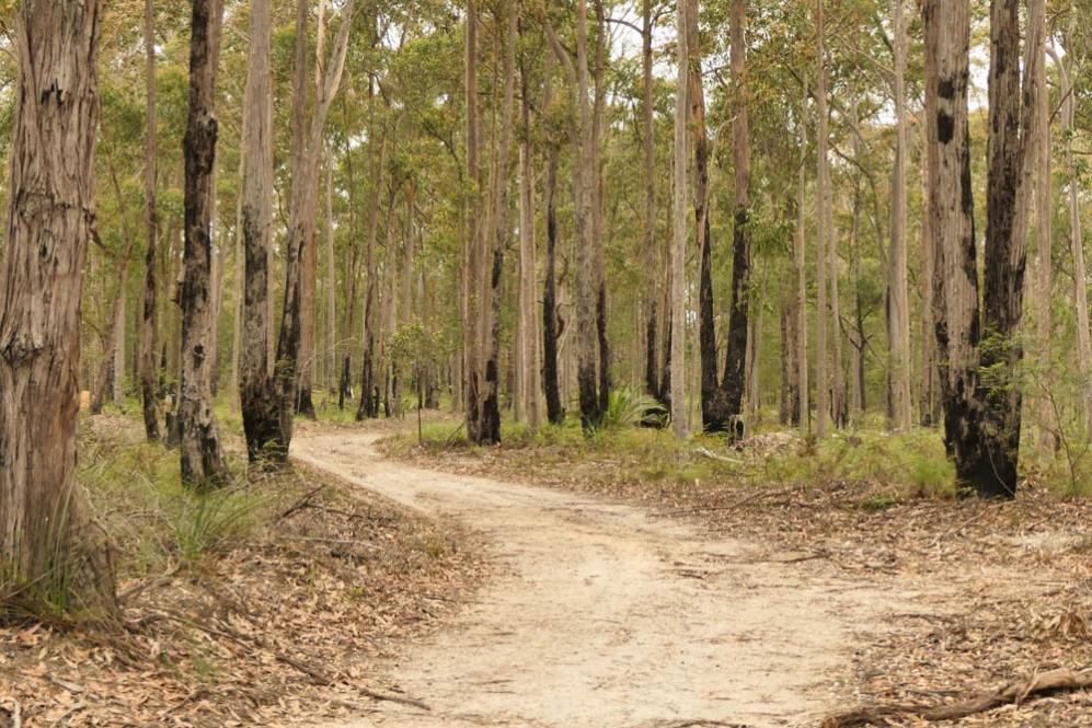 Click image for larger version  Name:	zBodalla Forest (copy).jpg Views:	0 Size:	149.5 KB ID:	474203