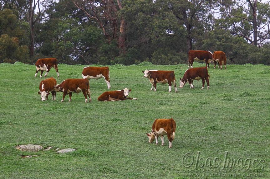 Click image for larger version

Name:	0513-Cows.jpg
Views:	65
Size:	128.0 KB
ID:	480647