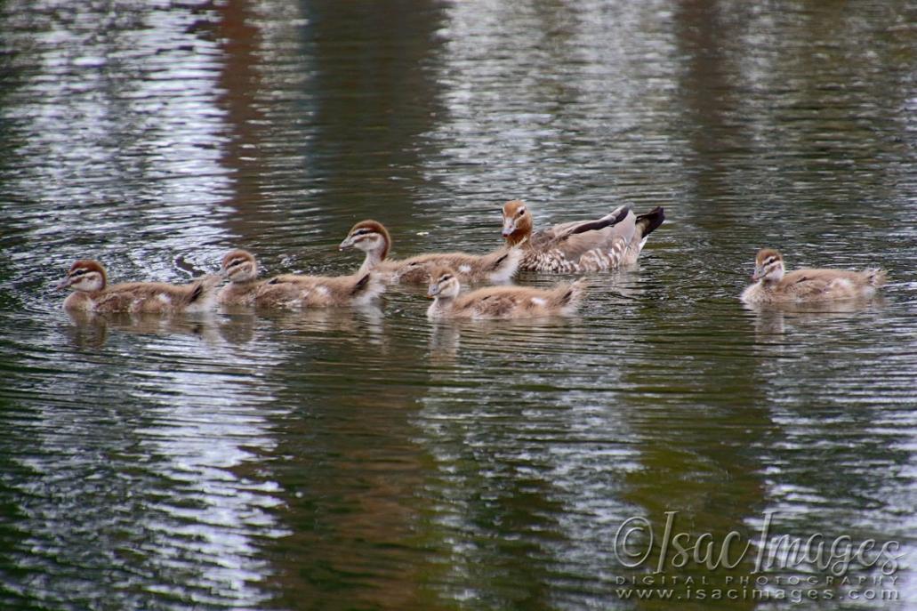 Click image for larger version

Name:	1930-Wood_Ducks_Family.jpg
Views:	62
Size:	130.5 KB
ID:	480667