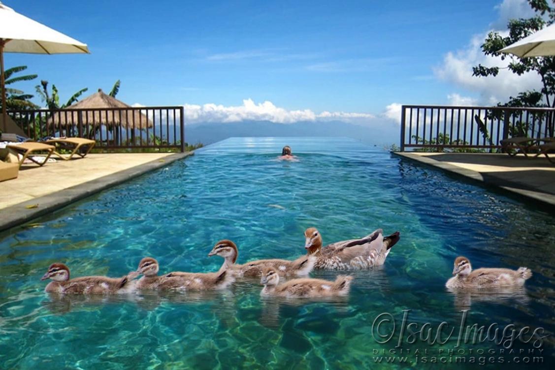 Click image for larger version

Name:	1930-Wood_Ducks_Family-POOL.jpg
Views:	68
Size:	114.1 KB
ID:	480690