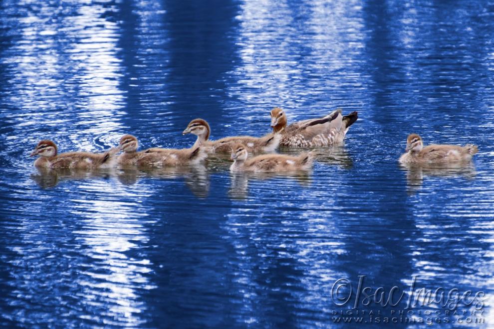 Click image for larger version

Name:	1930-Wood_Ducks_Family-BLUE.jpg
Views:	64
Size:	133.8 KB
ID:	480691