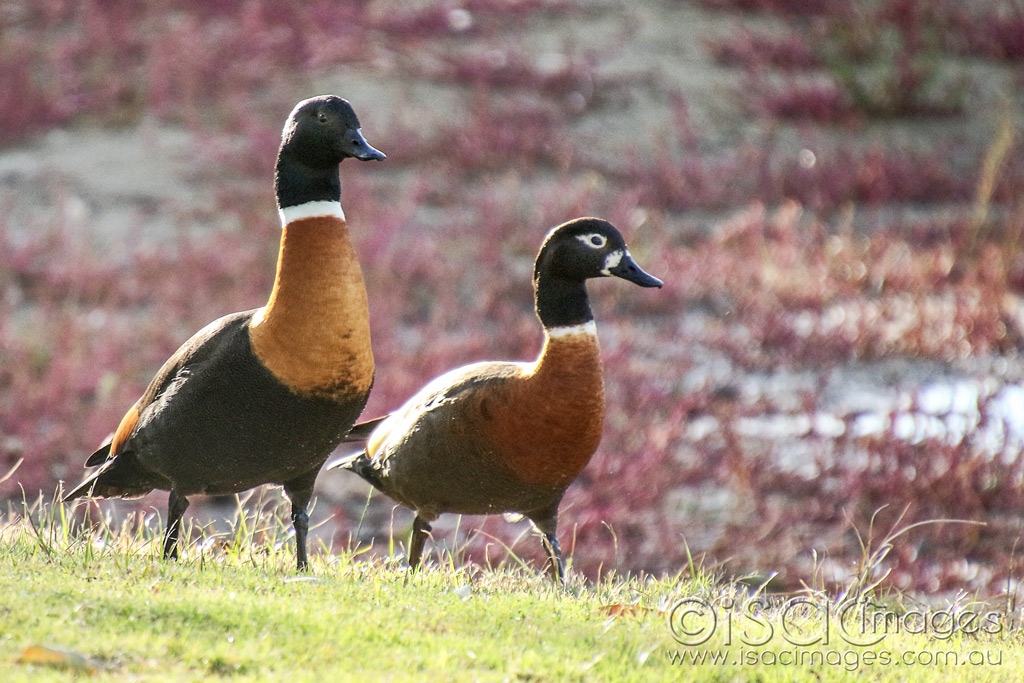 Click image for larger version

Name:	7037-Shelducks.jpg
Views:	134
Size:	485.3 KB
ID:	471728