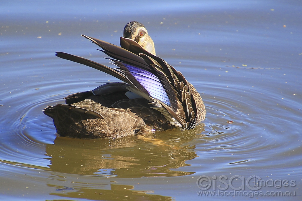 Click image for larger version

Name:	4984-Pacific_Black_Duck.jpg
Views:	82
Size:	462.7 KB
ID:	475305