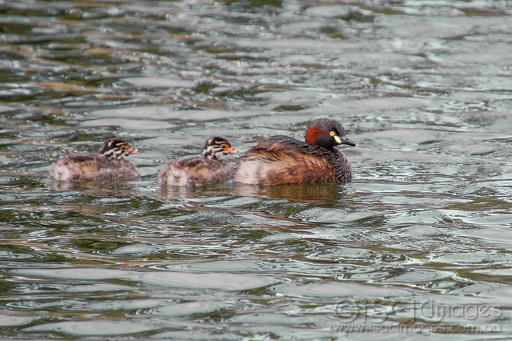 Click image for larger version

Name:	2969-Australasian_Grebes.jpg
Views:	82
Size:	557.8 KB
ID:	474703