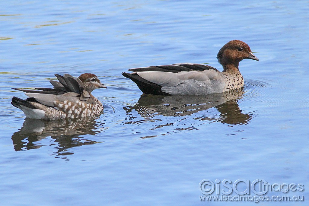 Click image for larger version

Name:	0425-Wood-Ducks.jpg
Views:	15
Size:	168.3 KB
ID:	461015