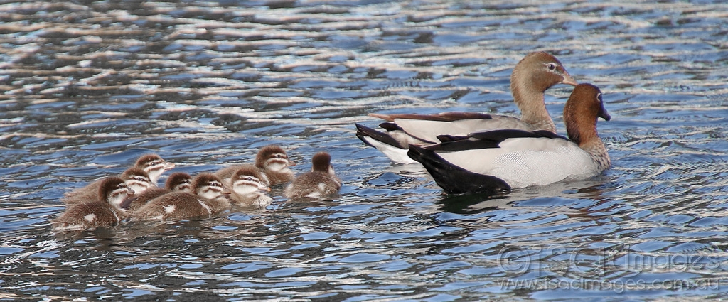 Click image for larger version

Name:	0795-Wood_Duck_Family.jpg
Views:	40
Size:	427.4 KB
ID:	473852