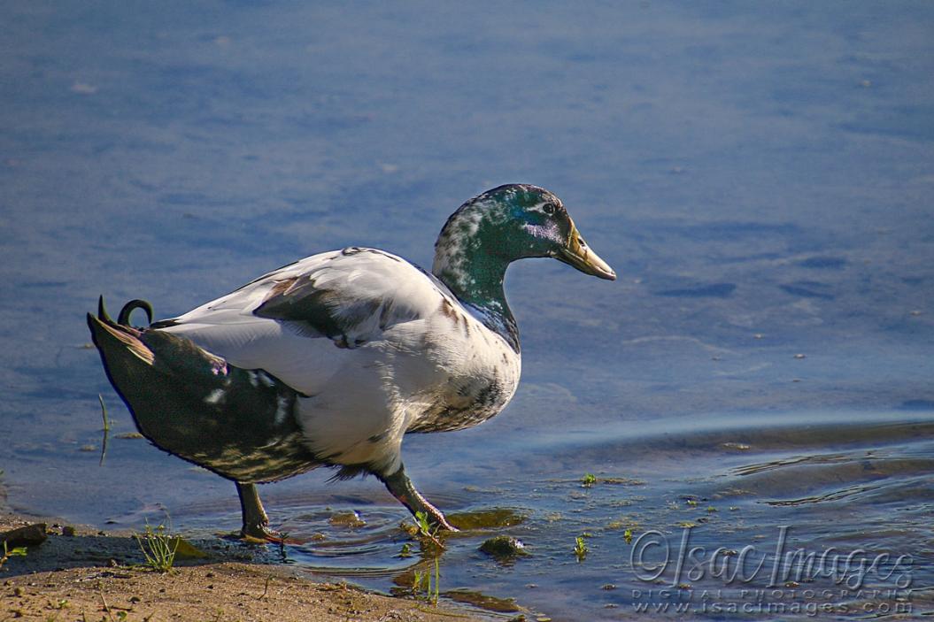 Click image for larger version

Name:	0783-Mallard.jpg
Views:	36
Size:	92.4 KB
ID:	480752