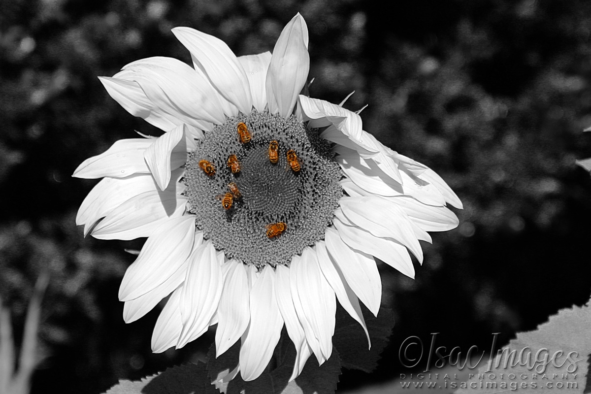 Click image for larger version

Name:	9744-Sunflower_Bees_BW.jpg
Views:	62
Size:	450.5 KB
ID:	480758