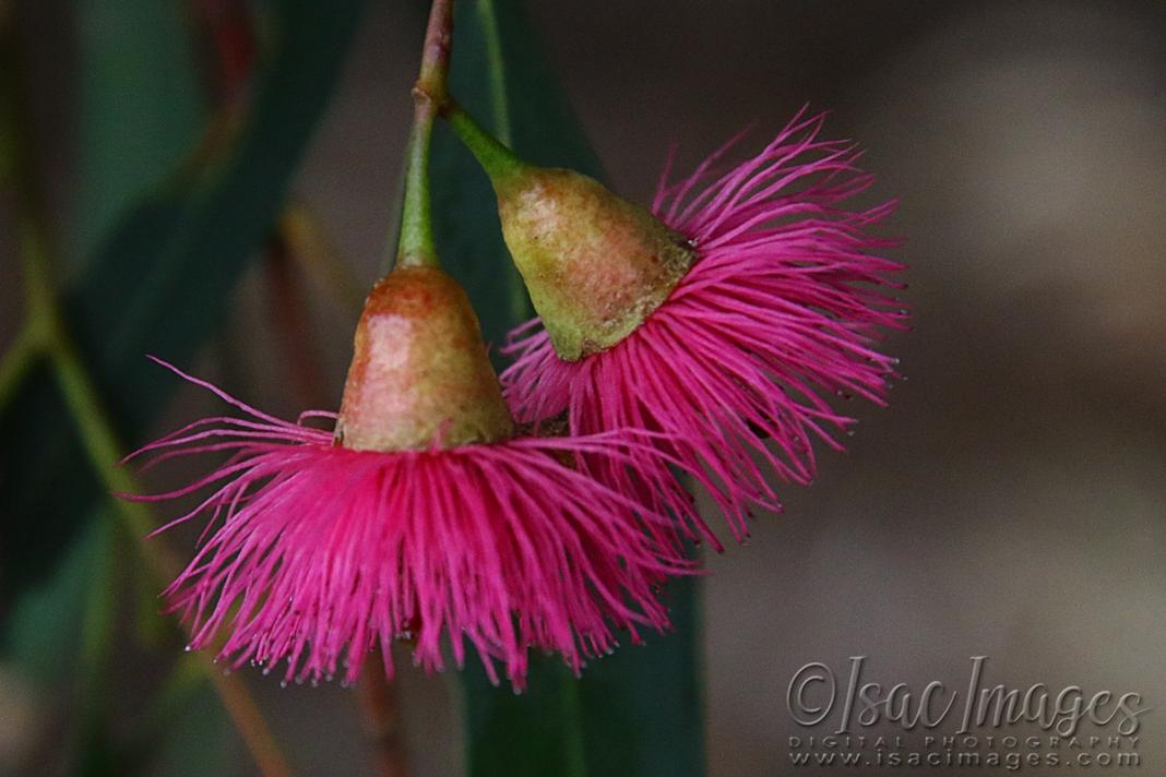 Click image for larger version

Name:	1700-Red_Flowering_Gum.jpg
Views:	60
Size:	75.7 KB
ID:	480759