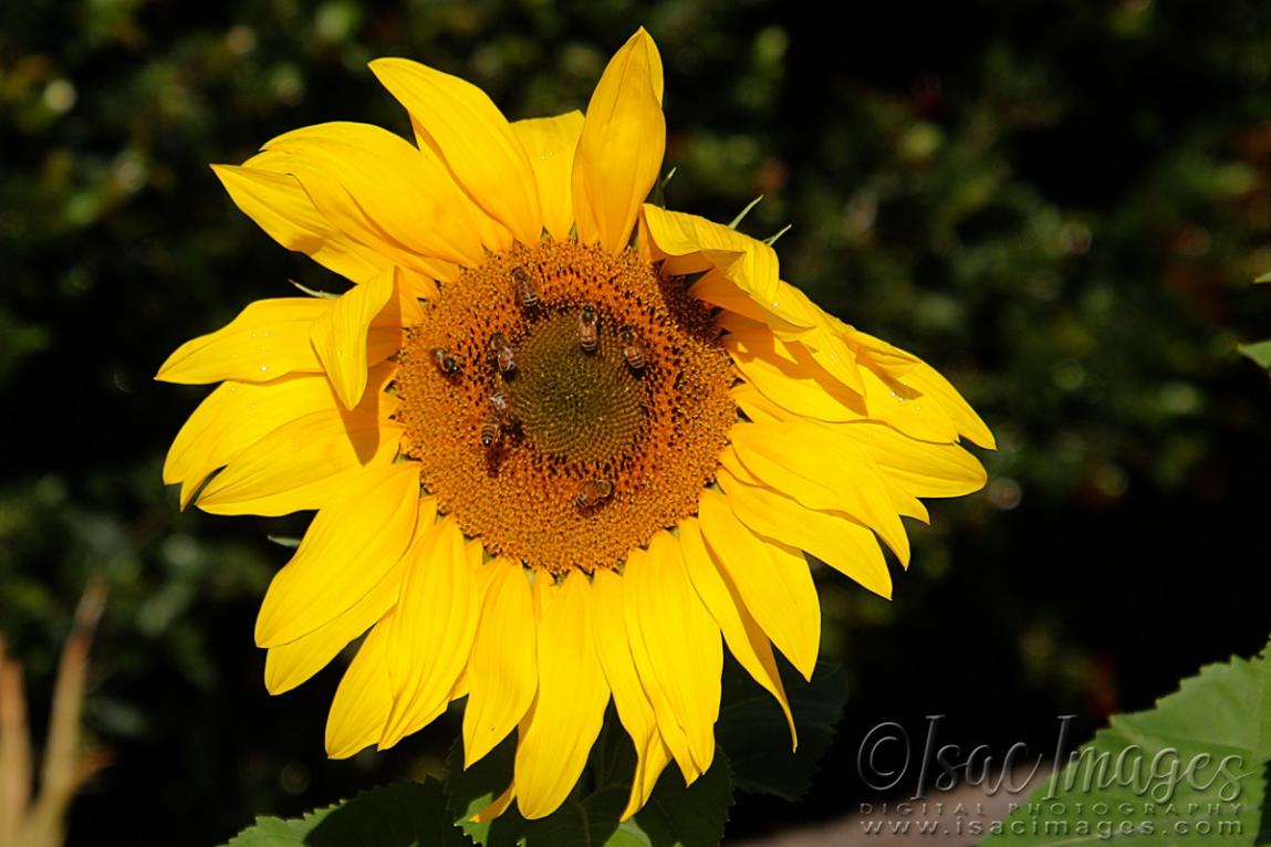 Click image for larger version

Name:	9744-Sunflower_Bees.jpg
Views:	56
Size:	94.0 KB
ID:	480760