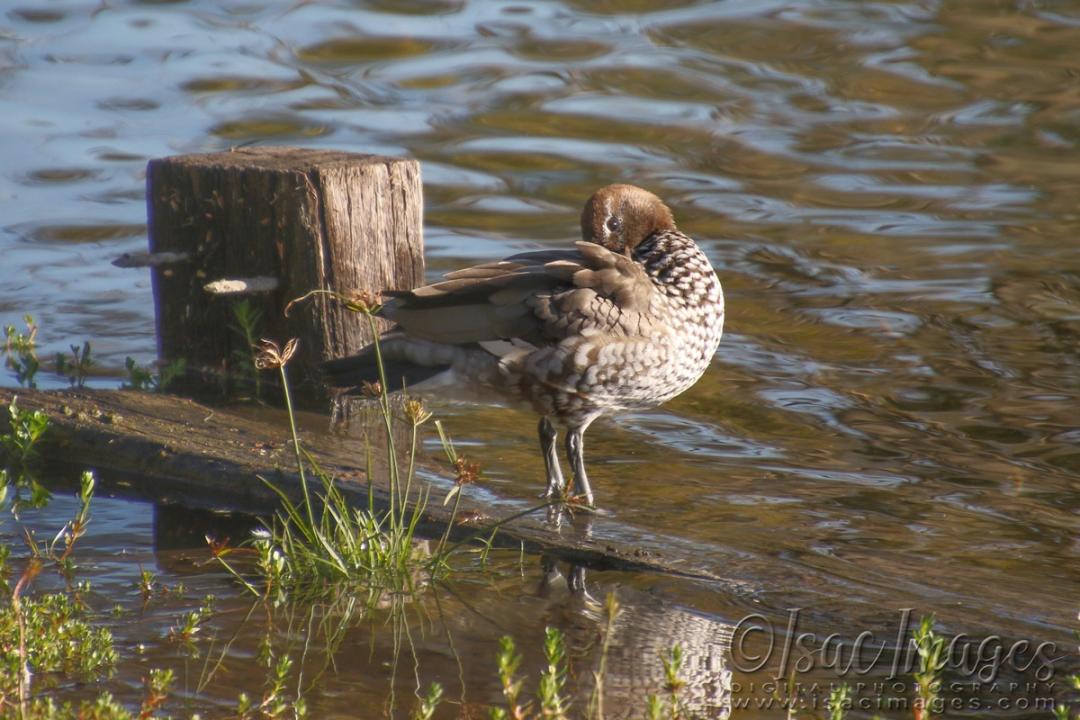 Click image for larger version

Name:	9762-Wood_Duck.jpg
Views:	52
Size:	113.2 KB
ID:	480762