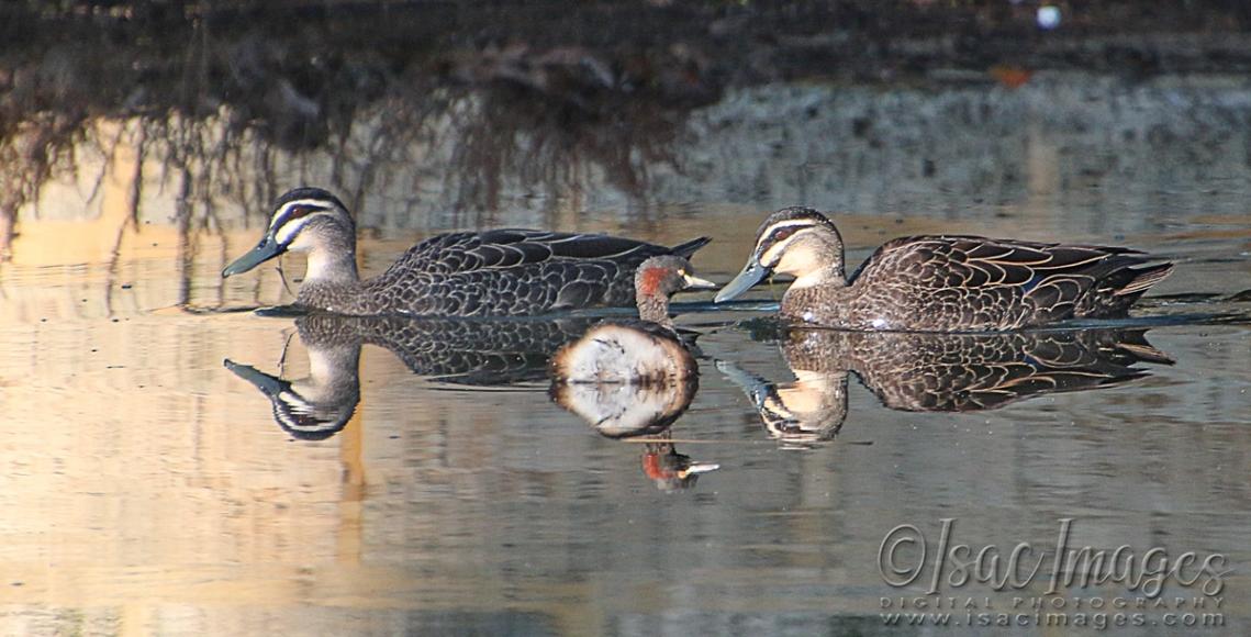 Click image for larger version

Name:	9775-Pacific_Blacks_Grebe.jpg
Views:	44
Size:	98.0 KB
ID:	480764