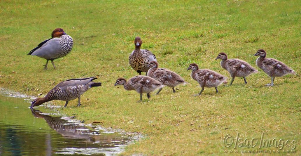 Click image for larger version

Name:	1896-Wood_Ducks_Family.jpg
Views:	46
Size:	109.6 KB
ID:	480792