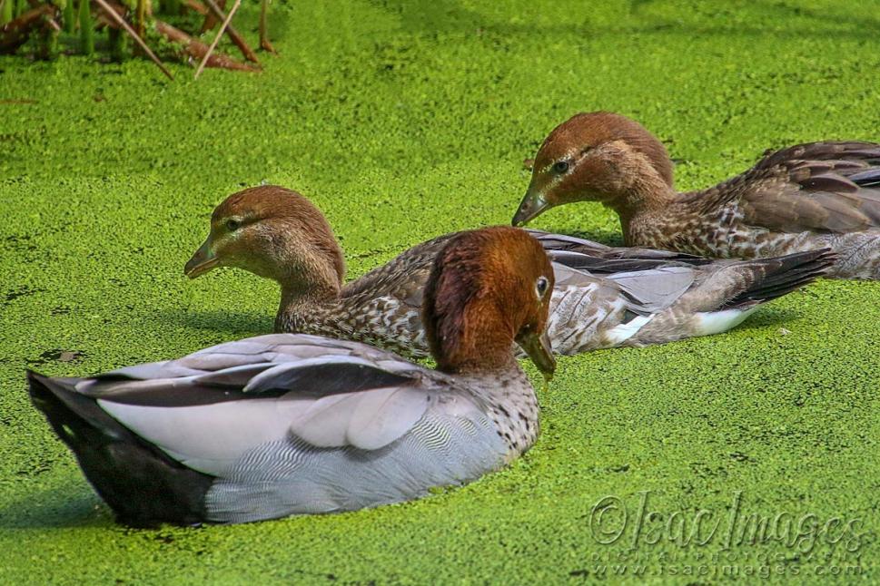 Click image for larger version

Name:	2112-Wood_Ducks.jpg
Views:	37
Size:	146.1 KB
ID:	480793