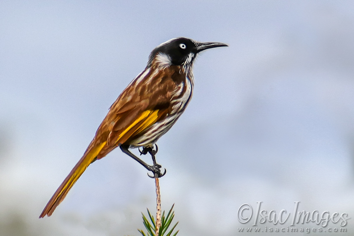 Click image for larger version

Name:	2120-New_Holland_Honeyeater.jpg
Views:	52
Size:	435.5 KB
ID:	480796