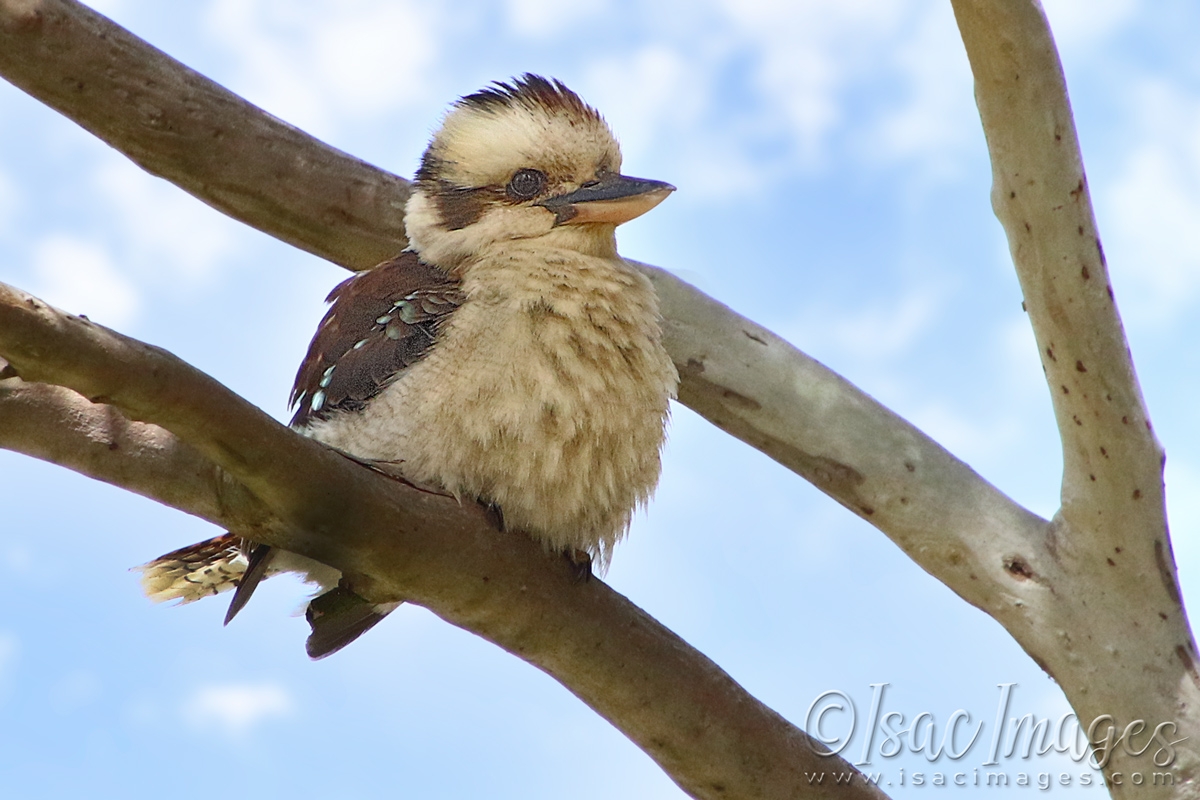 Click image for larger version

Name:	1990-Kookaburra.jpg
Views:	49
Size:	465.7 KB
ID:	480797