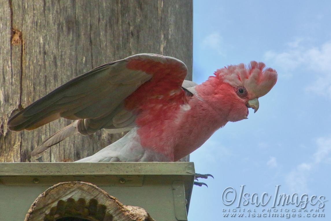 Click image for larger version

Name:	1971-Pink_and_Grey_Galah.jpg
Views:	43
Size:	90.3 KB
ID:	480798