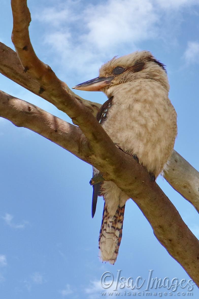 Click image for larger version

Name:	2000-Kookaburra.jpg
Views:	43
Size:	81.4 KB
ID:	480799