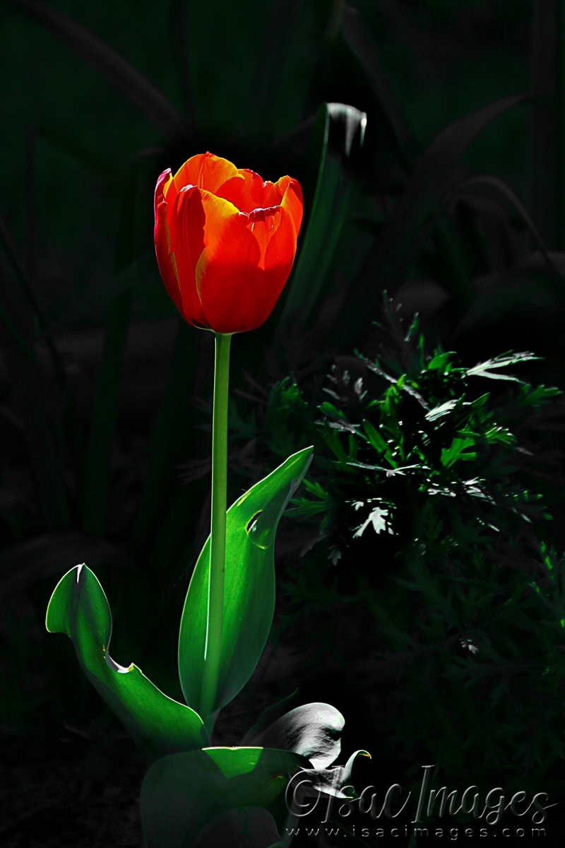 Click image for larger version  Name:	1234-Red_Tulip.jpg Views:	4 Size:	469.6 KB ID:	480841