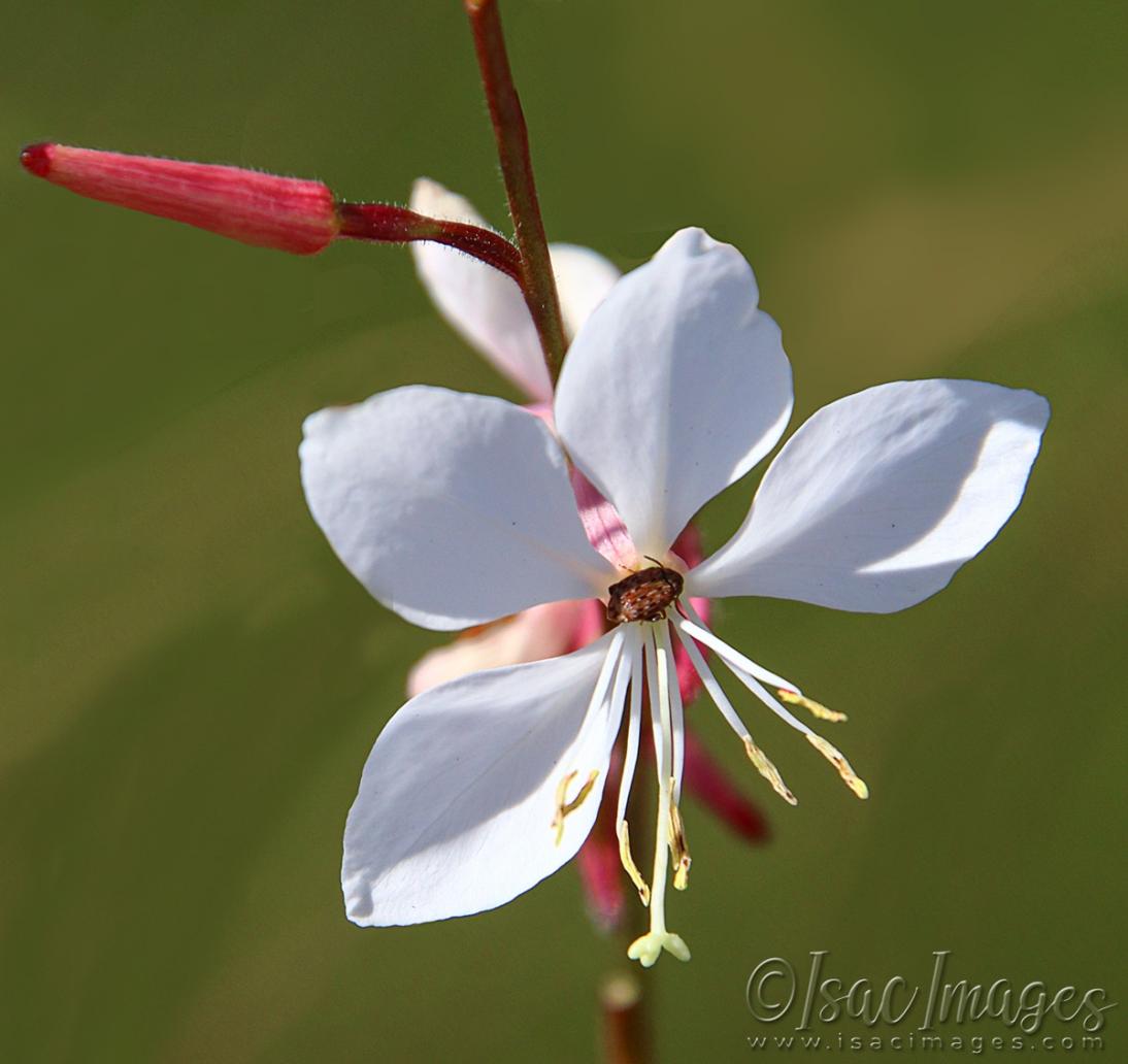 Click image for larger version  Name:	1352-White_Flower.jpg Views:	4 Size:	69.1 KB ID:	480844