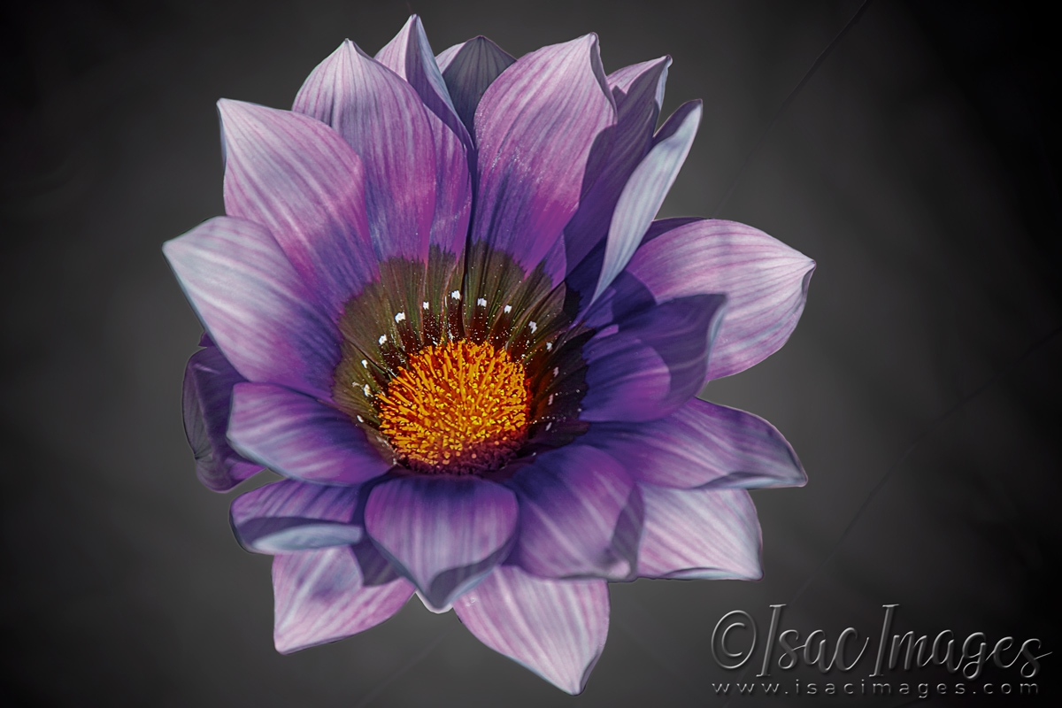 Click image for larger version

Name:	1350_Gazania.jpg
Views:	57
Size:	417.0 KB
ID:	480847