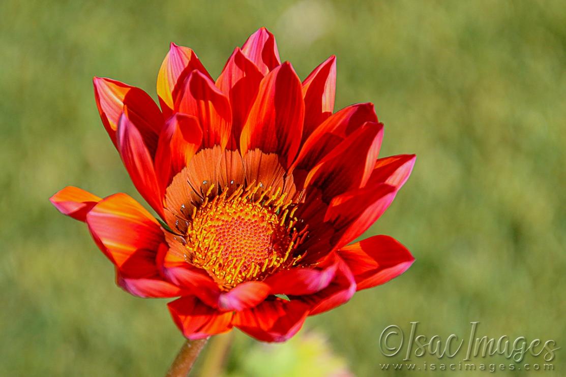 Click image for larger version

Name:	1347_Gazania.jpg
Views:	57
Size:	82.4 KB
ID:	480848