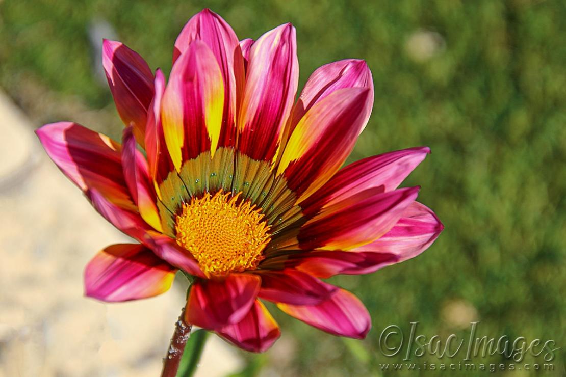 Click image for larger version

Name:	1349_Gazania.jpg
Views:	49
Size:	95.2 KB
ID:	480849