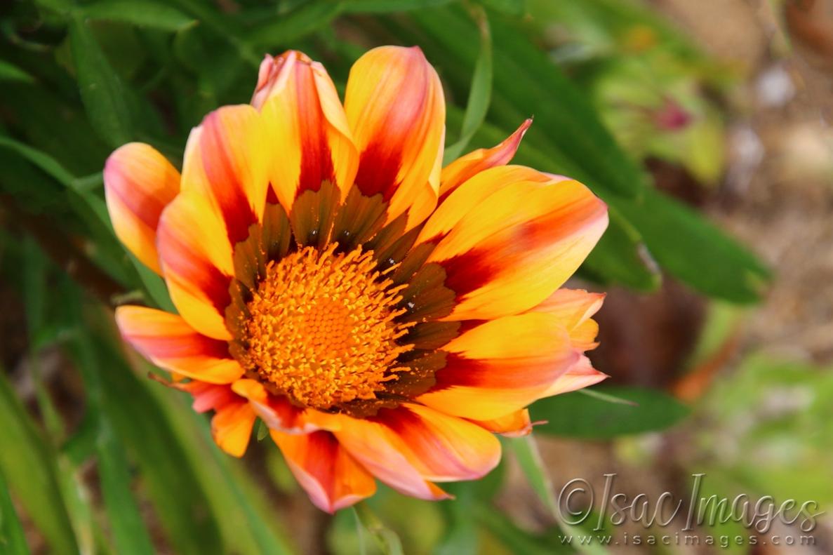 Click image for larger version

Name:	2118-Gazania.jpg
Views:	29
Size:	89.6 KB
ID:	480863